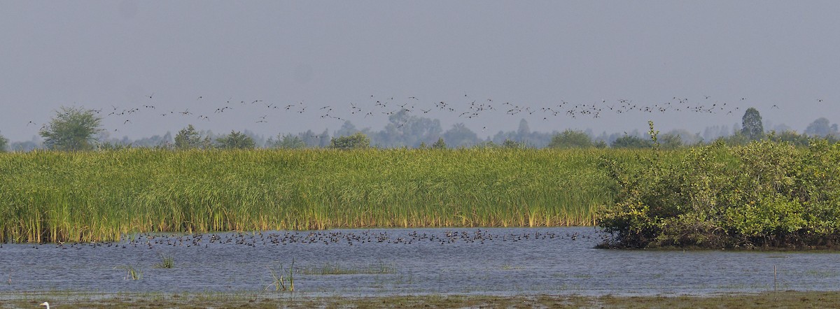 シマアジ - ML646626832