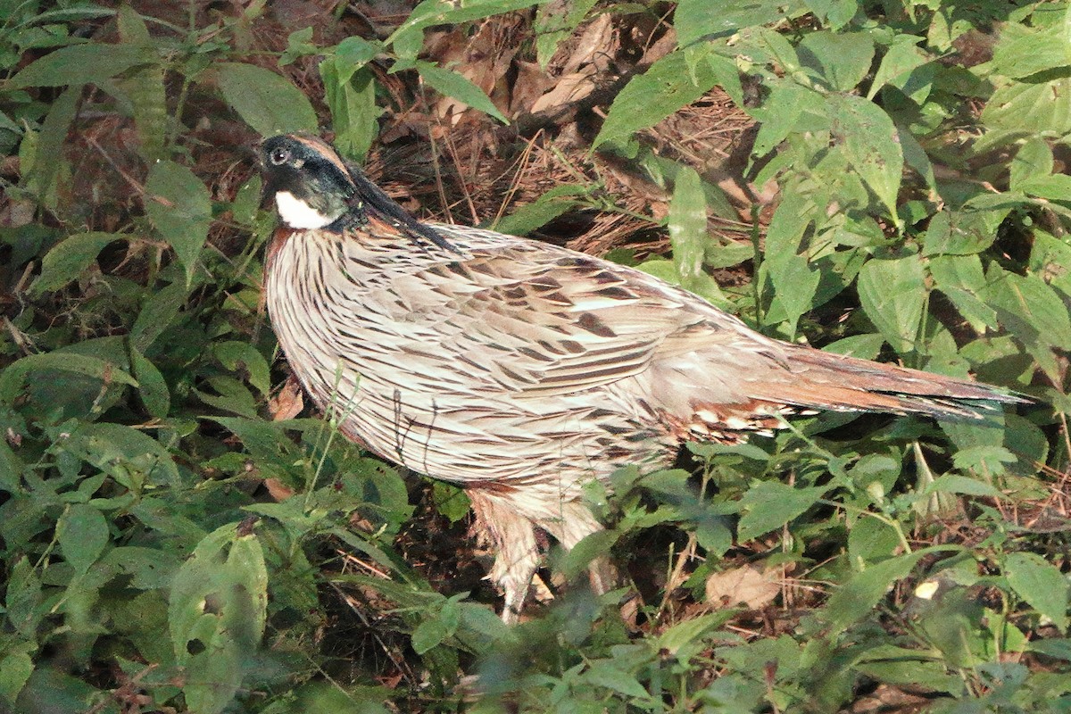 Koklass Pheasant - ML646626833