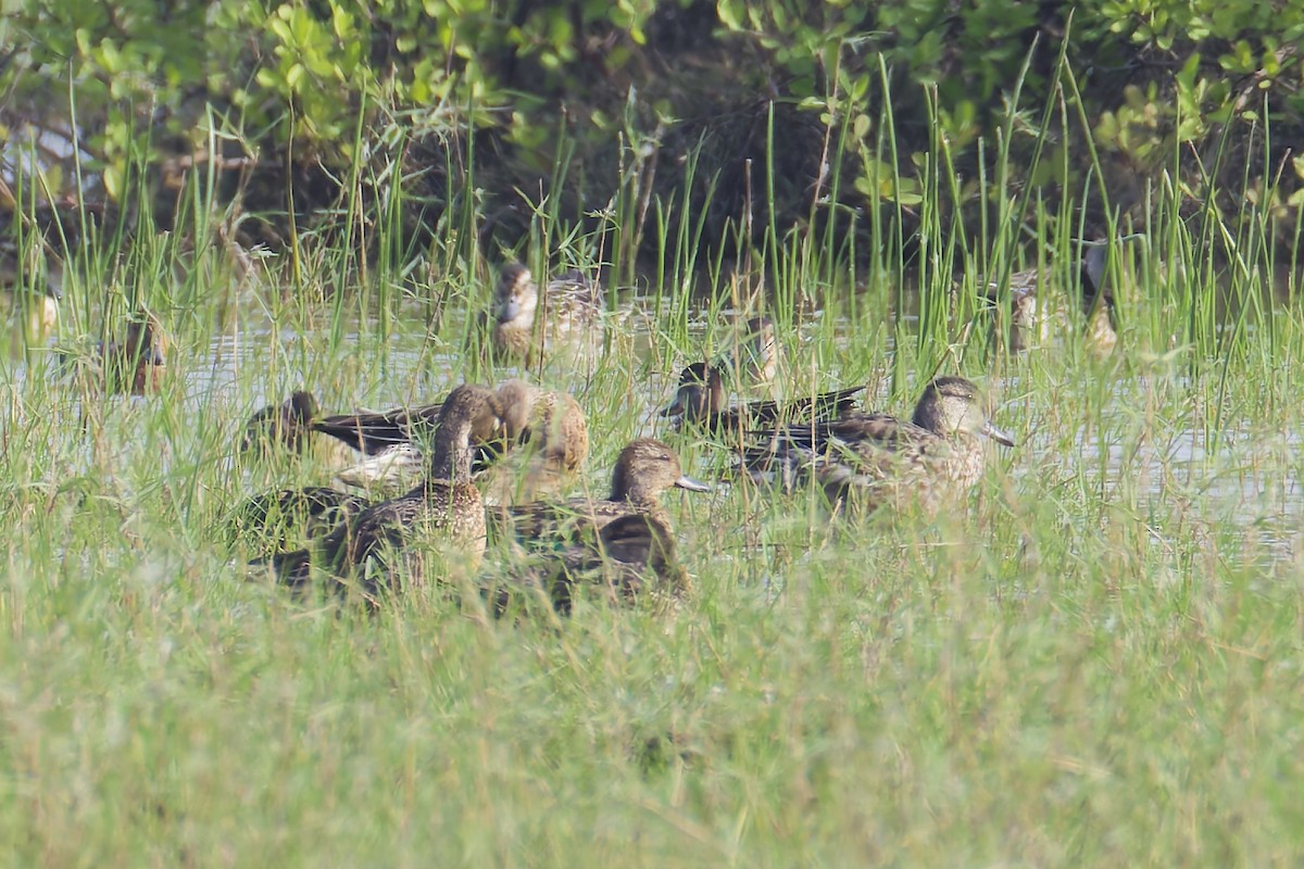 Green-winged Teal - ML646626834