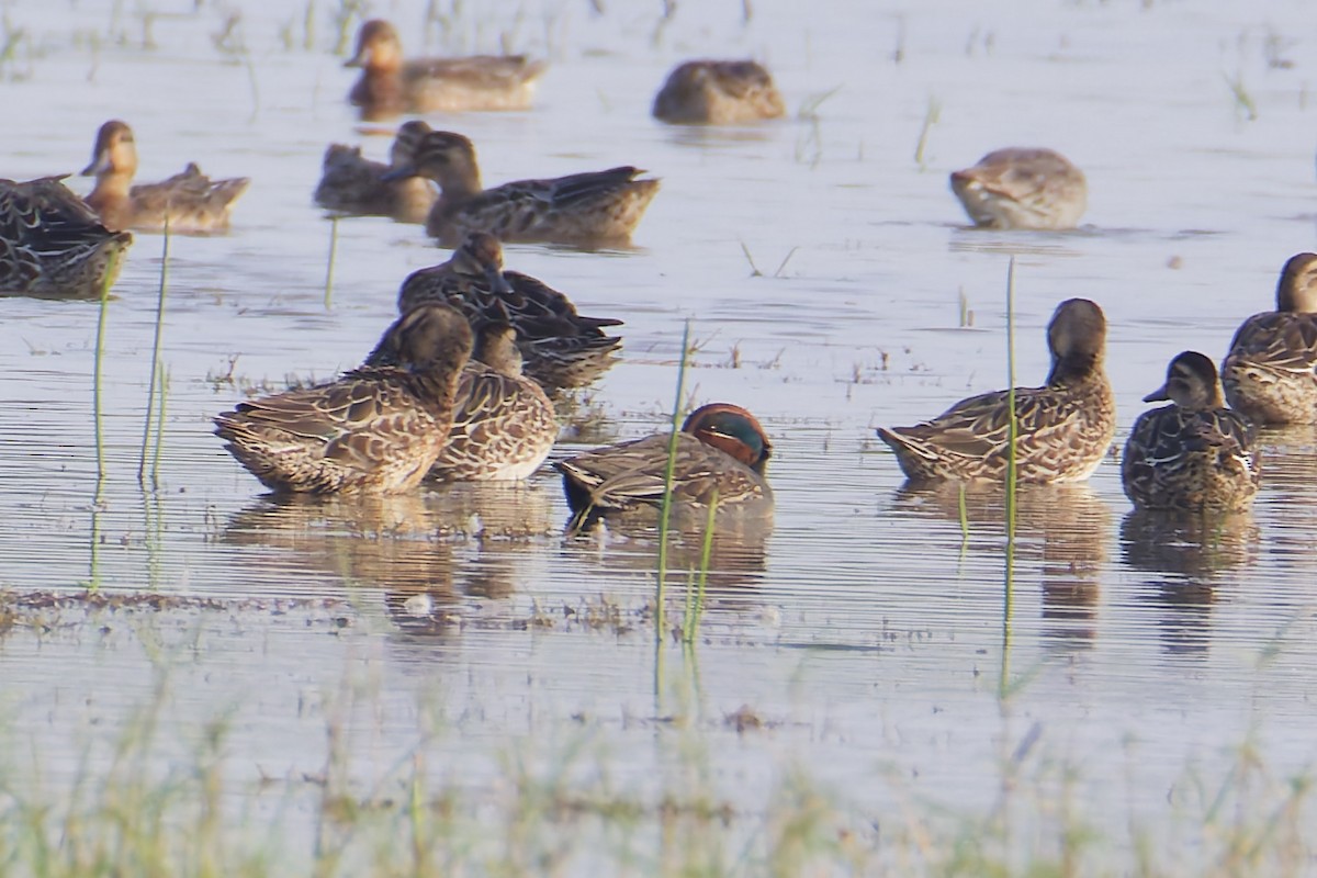 Green-winged Teal - ML646626840