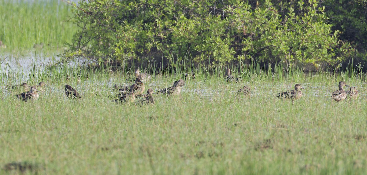 Green-winged Teal - ML646626841
