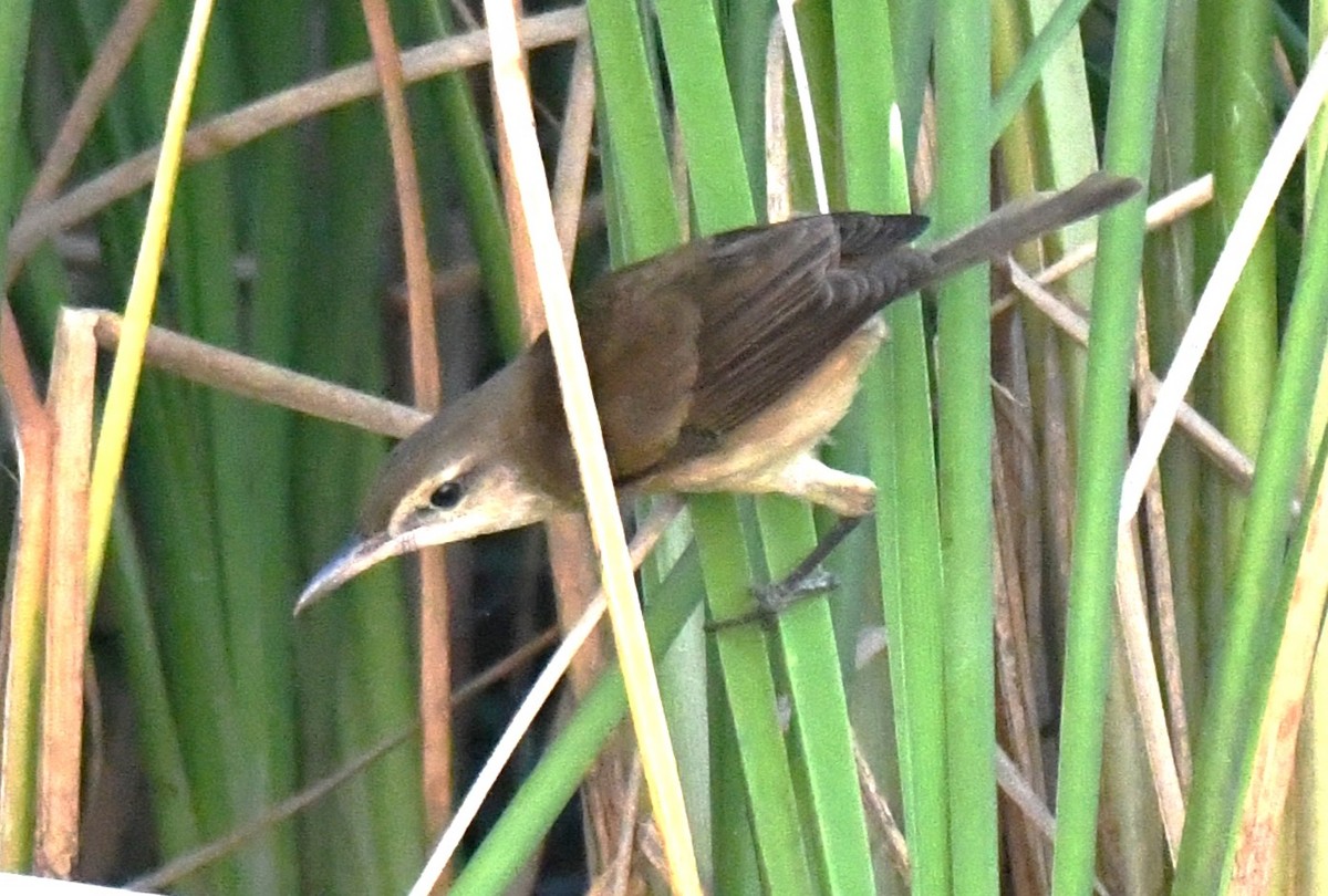 קנית אפריקנית - ML646626842