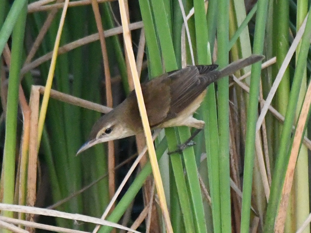 קנית אפריקנית - ML646626843