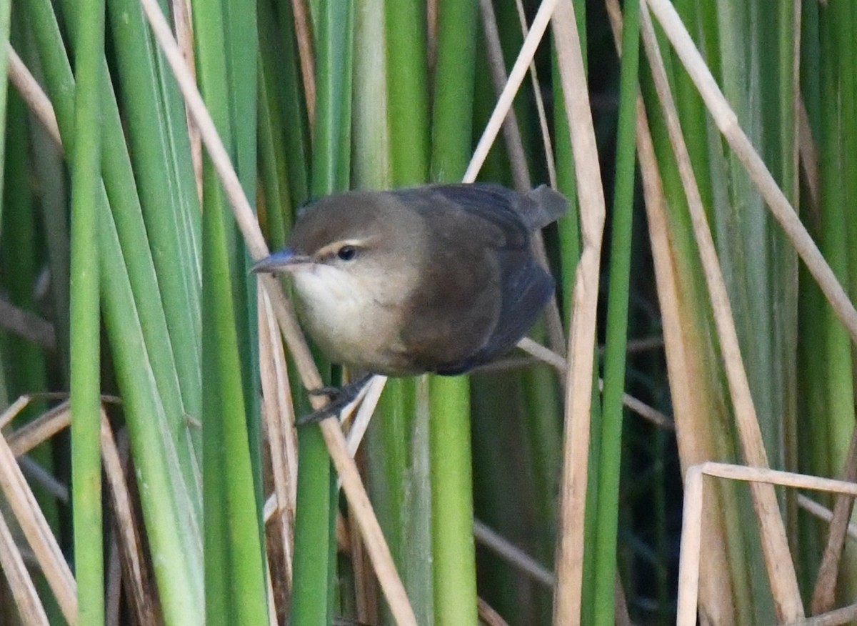 קנית אפריקנית - ML646626844