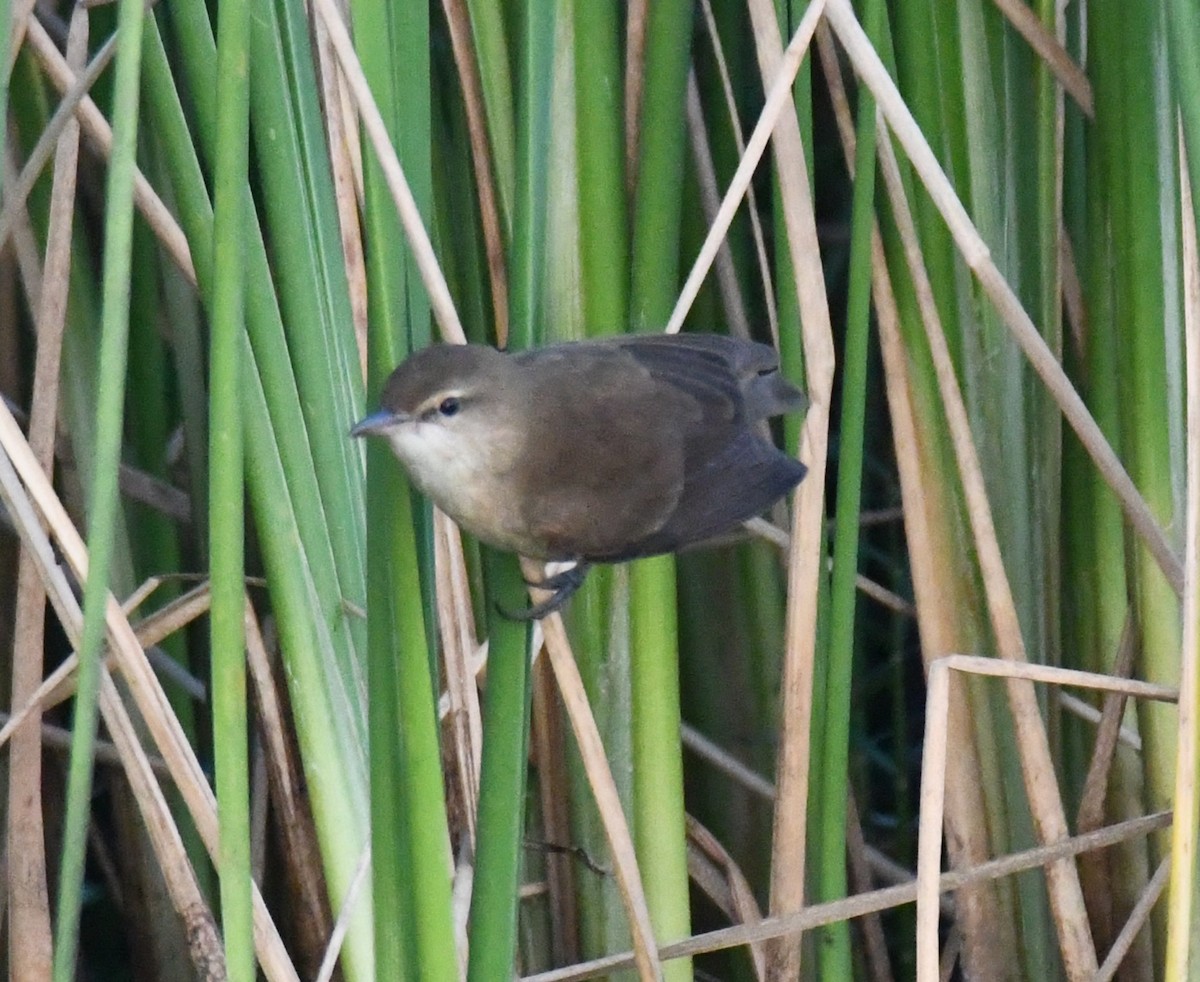 קנית אפריקנית - ML646626846