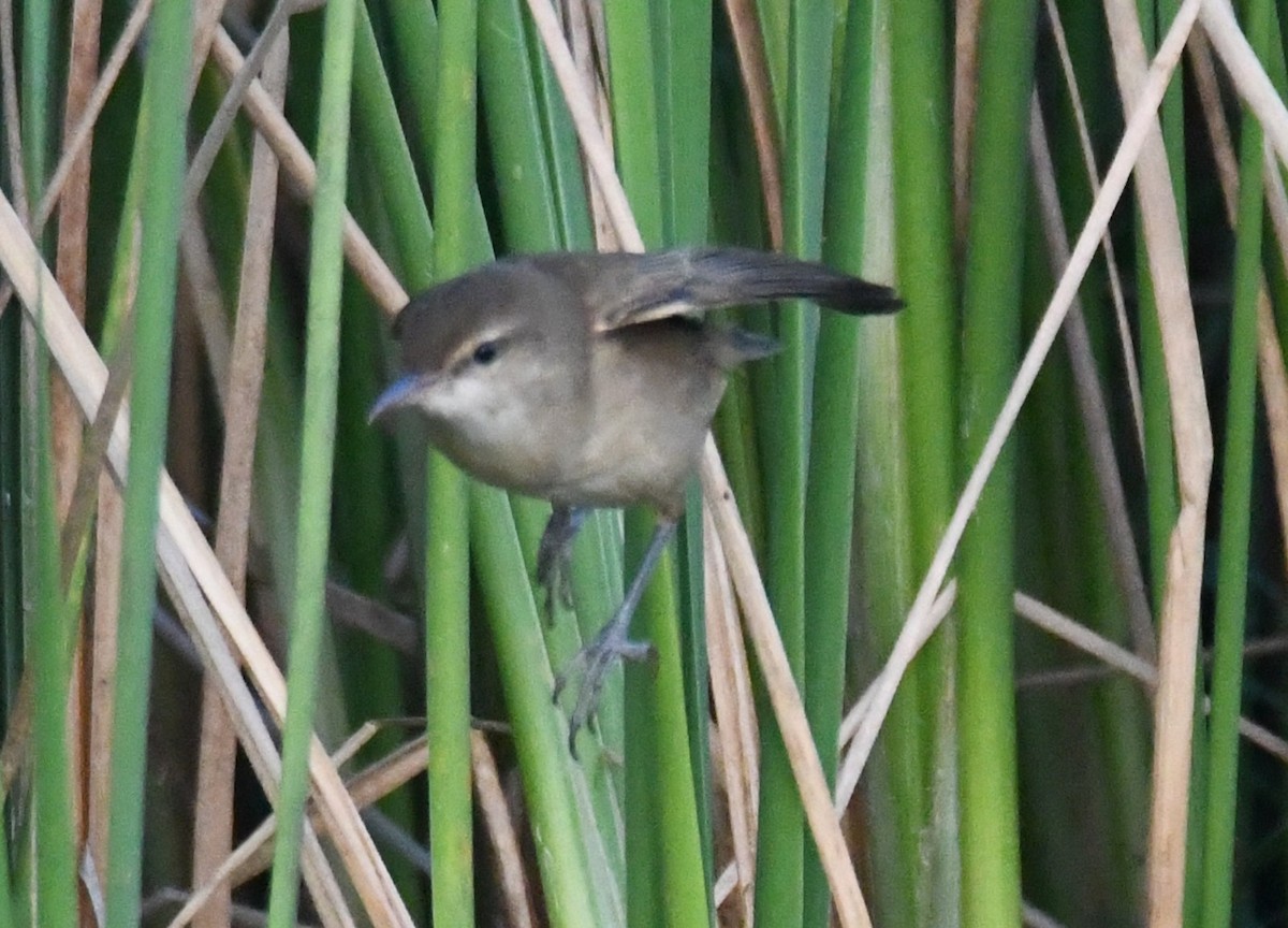 קנית אפריקנית - ML646626847