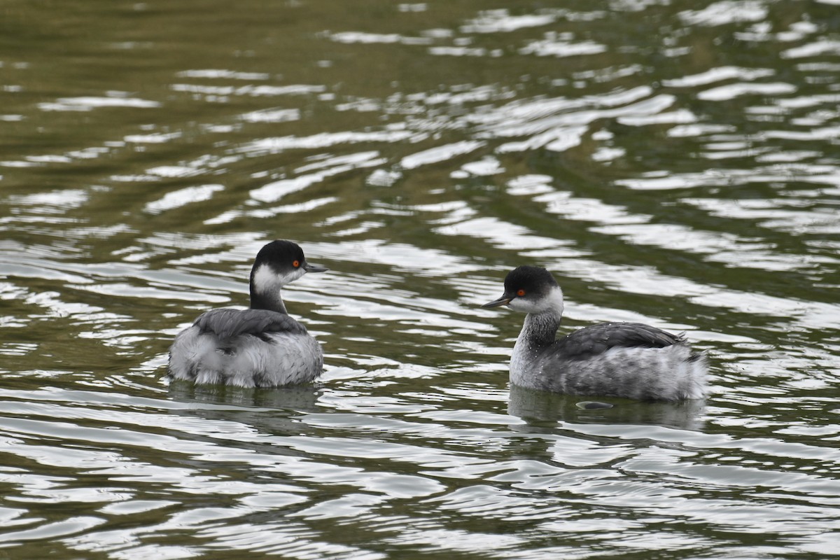 Grèbe à cou noir - ML646626848