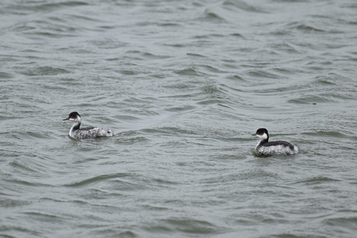 Grèbe à cou noir - ML646626849