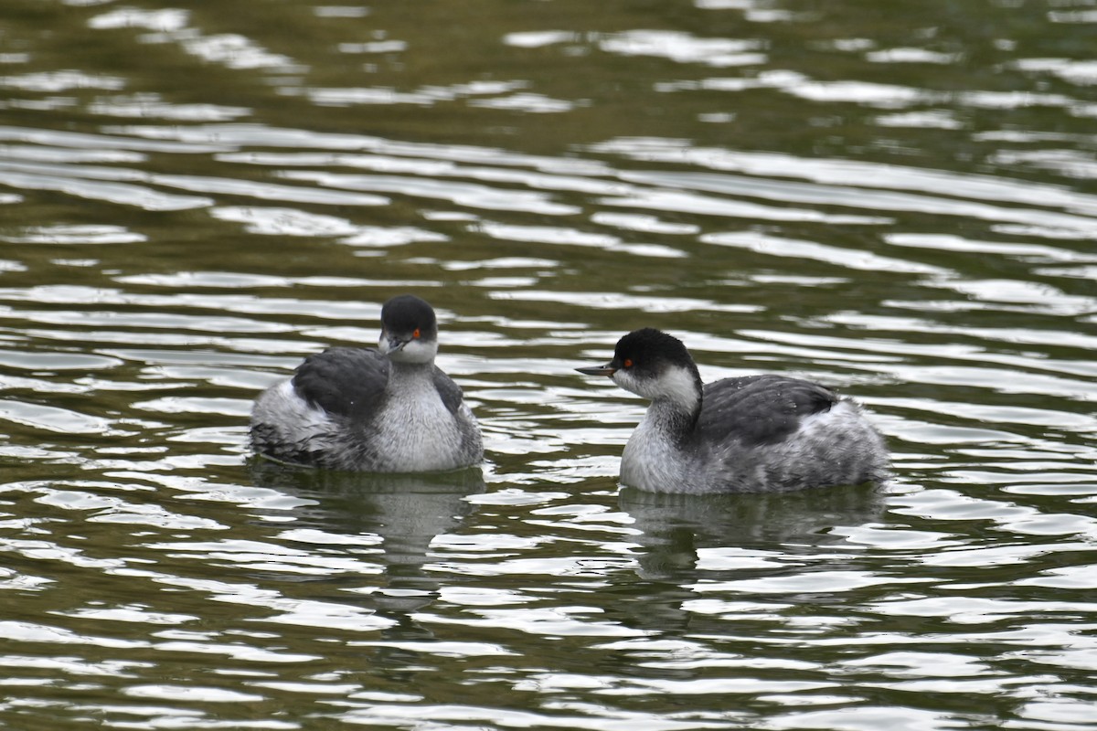 Grèbe à cou noir - ML646626850