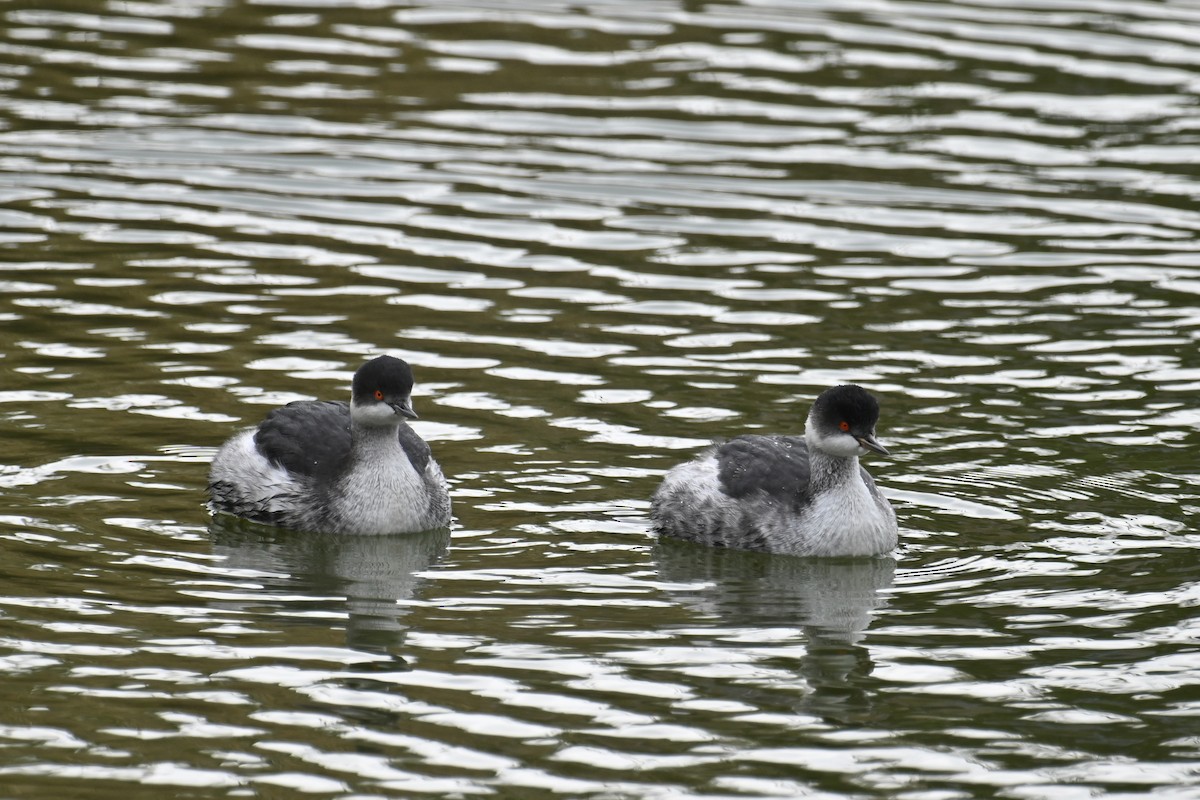 Grèbe à cou noir - ML646626851