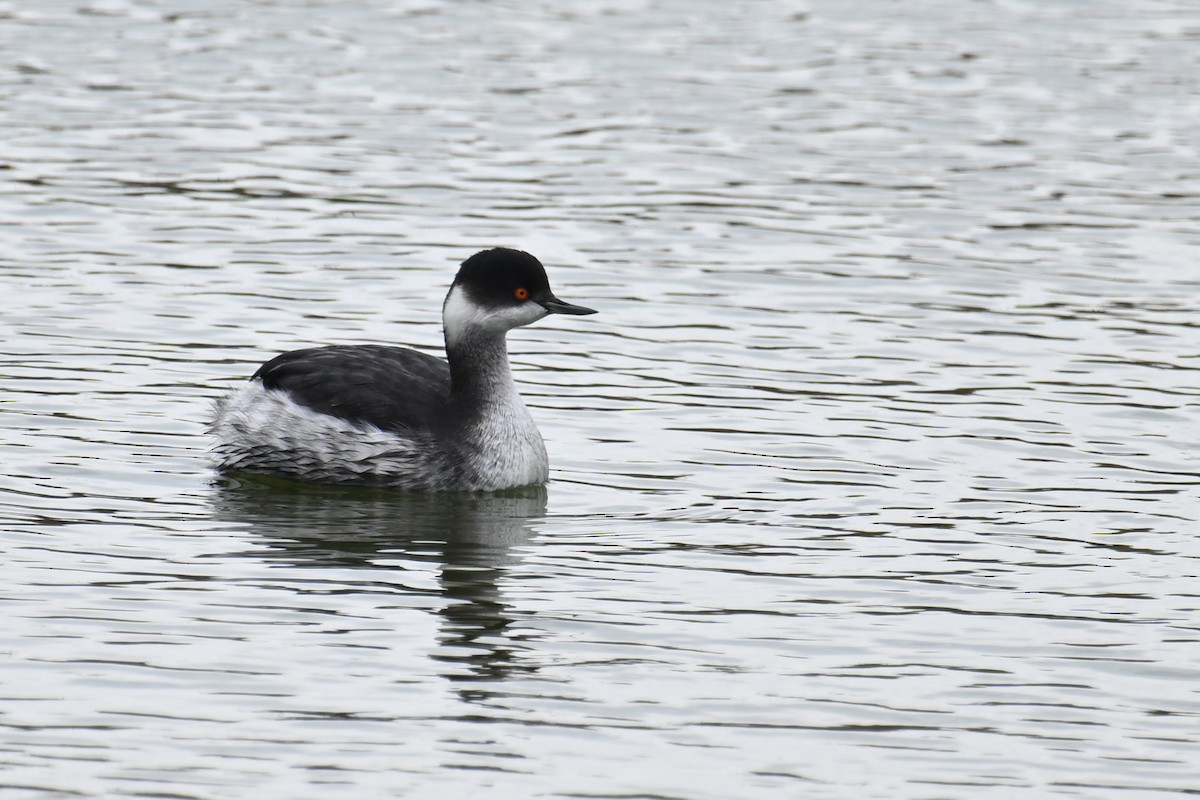 Grèbe à cou noir - ML646626852