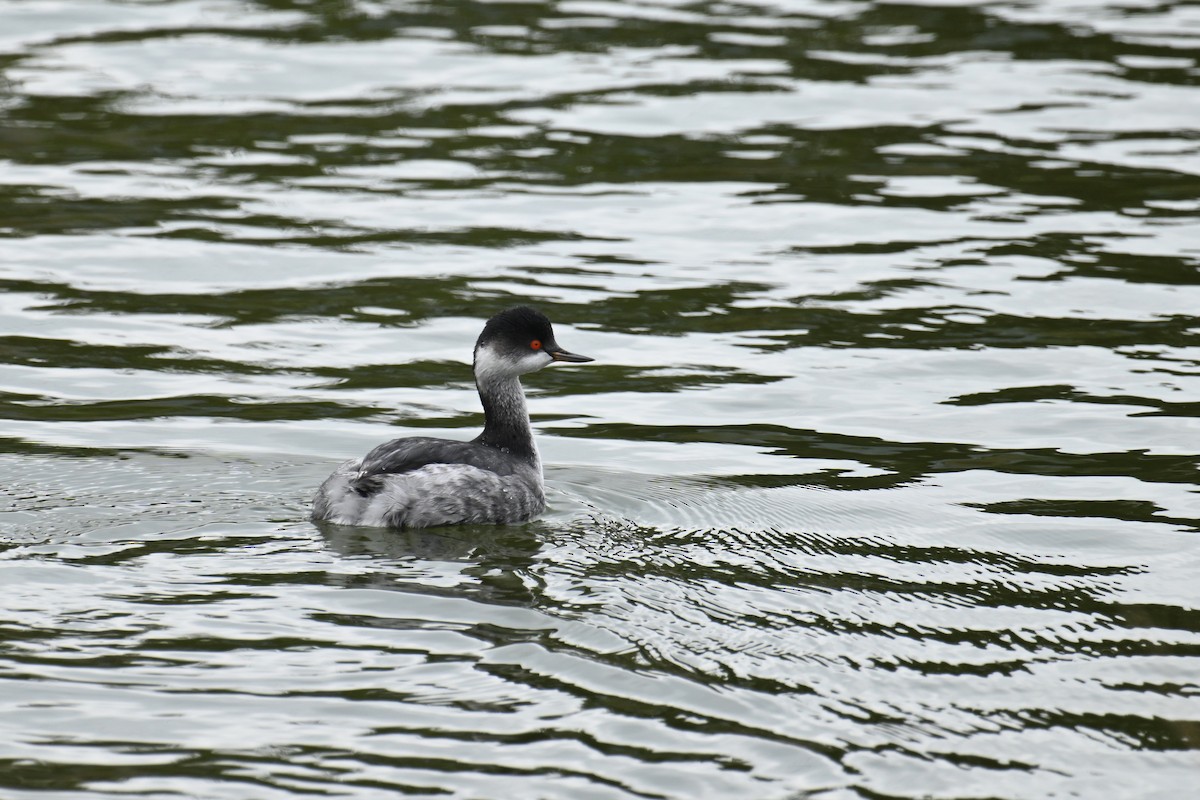 Grèbe à cou noir - ML646626853
