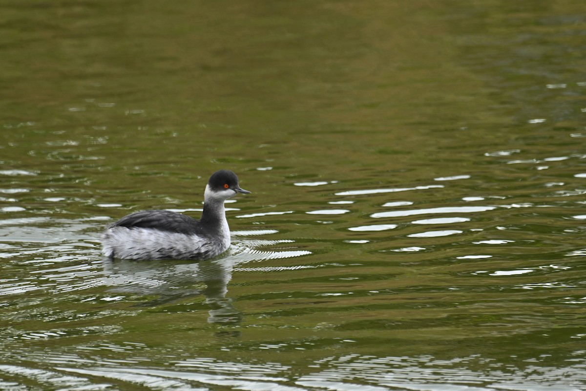 Grèbe à cou noir - ML646626854