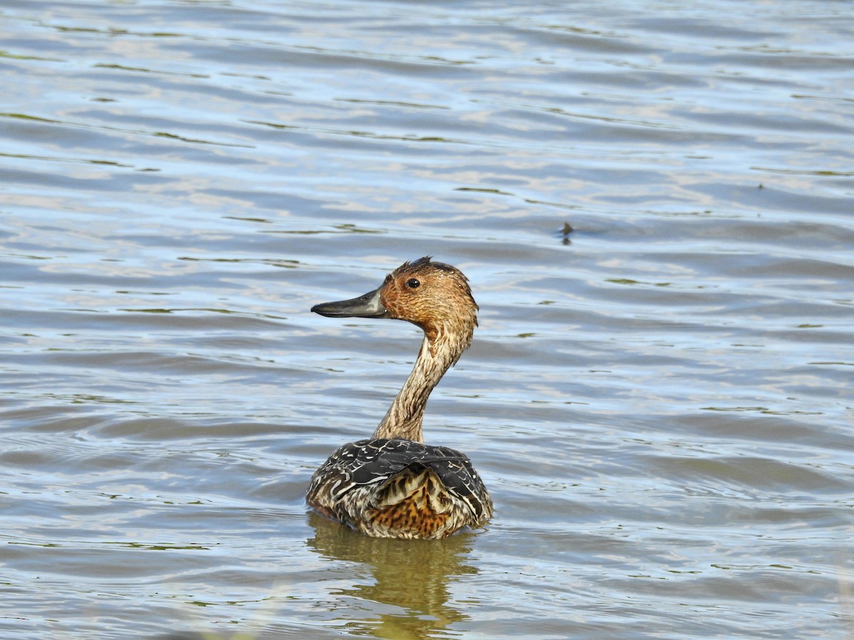 Spießente - ML646626858