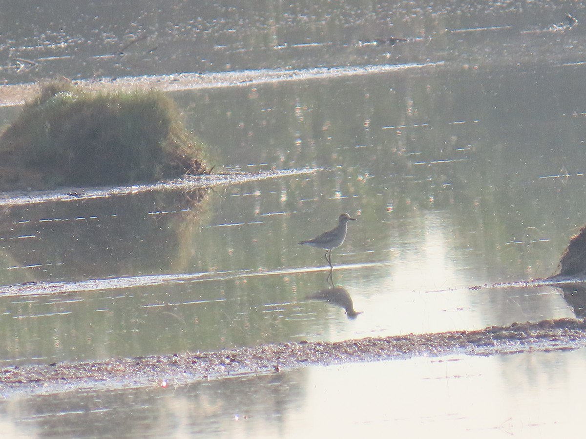 Бурокрылая ржанка - ML646626859