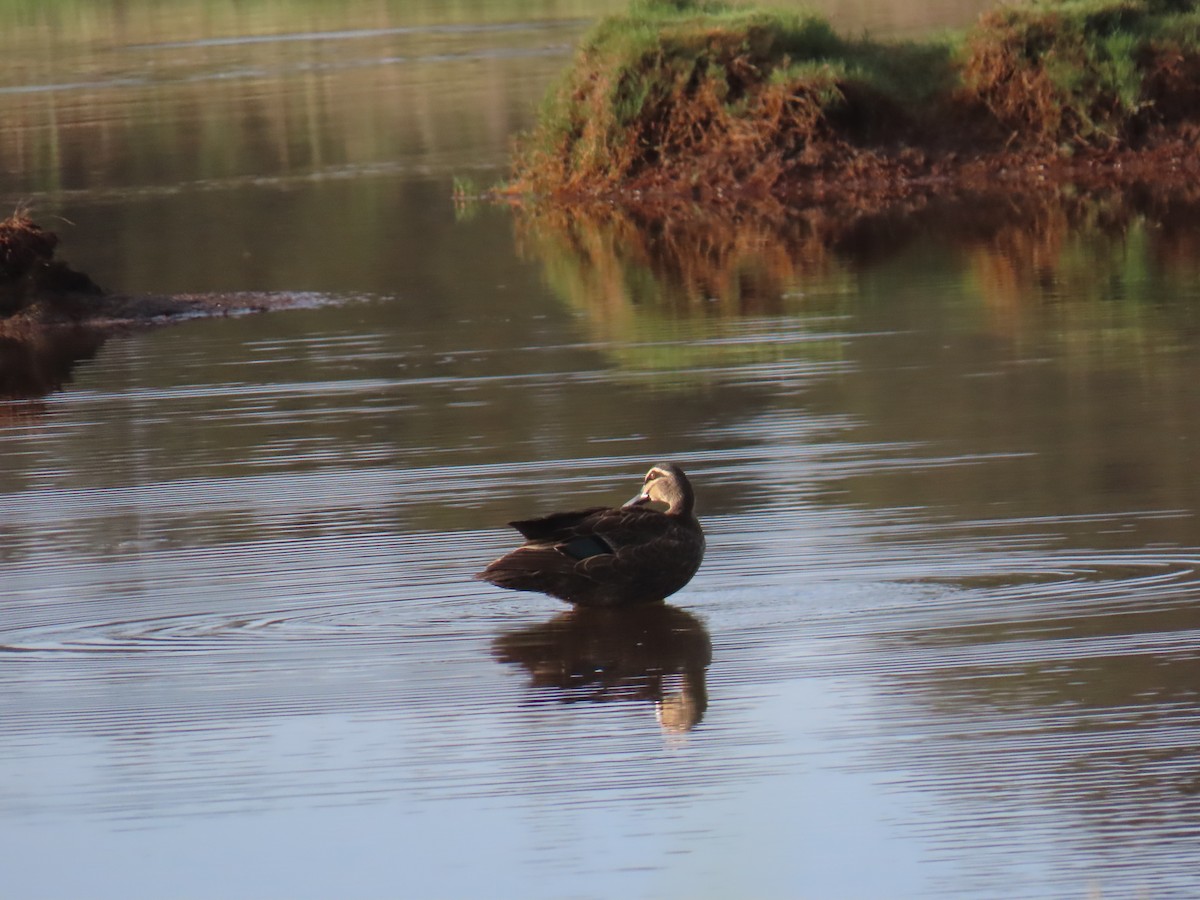 Серая кряква - ML646626863