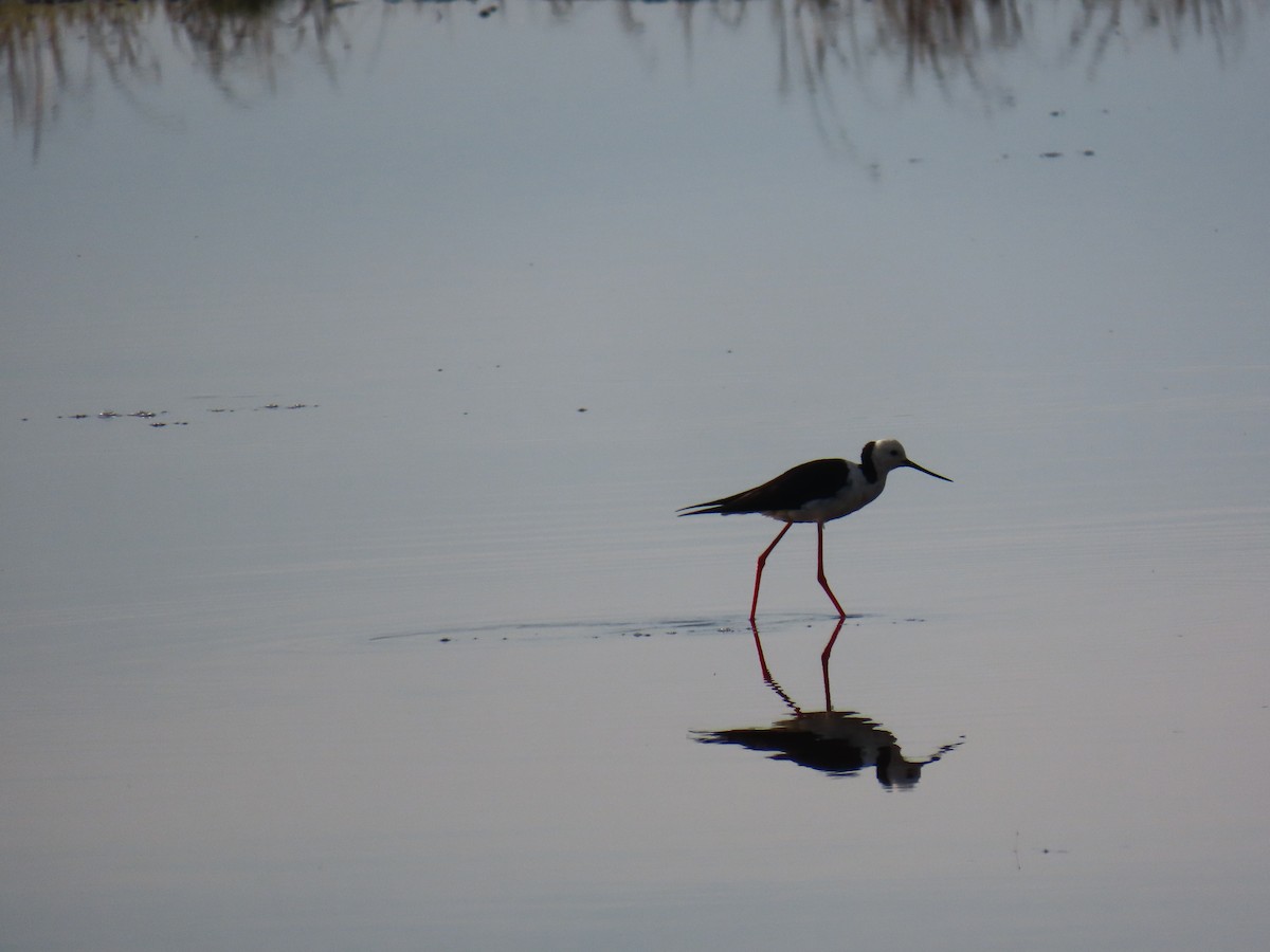 Австралийский ходулочник - ML646626864