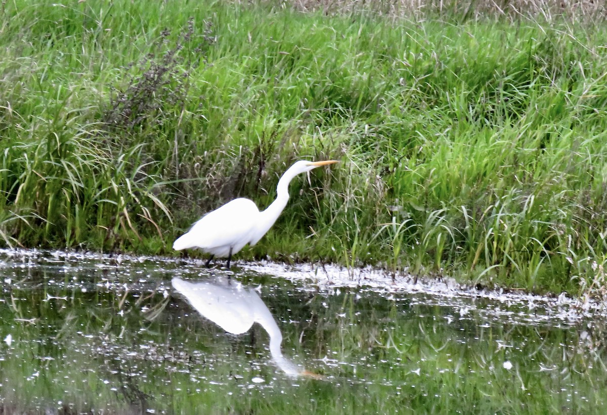 Silberreiher - ML646626865