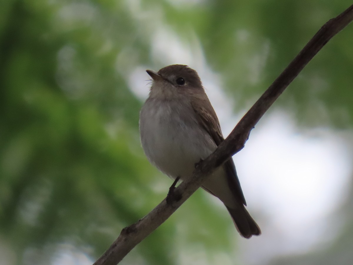 Braunschnäpper - ML646626866