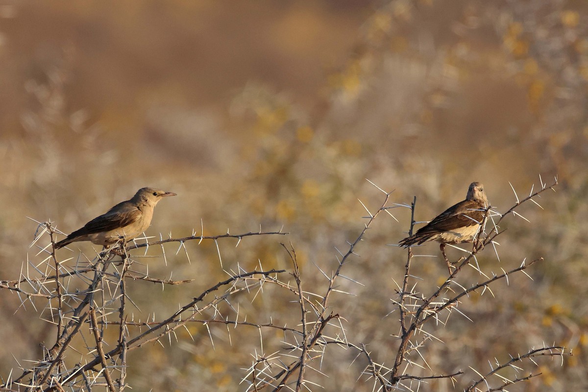 Lappenstar - ML646626867