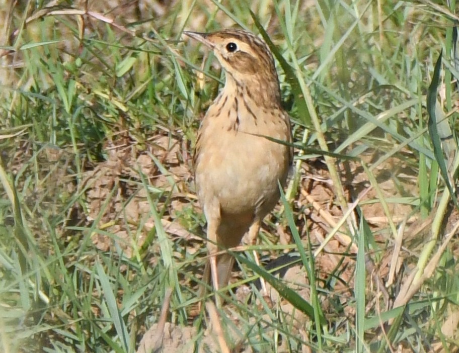 Orientspornpieper - ML646626868