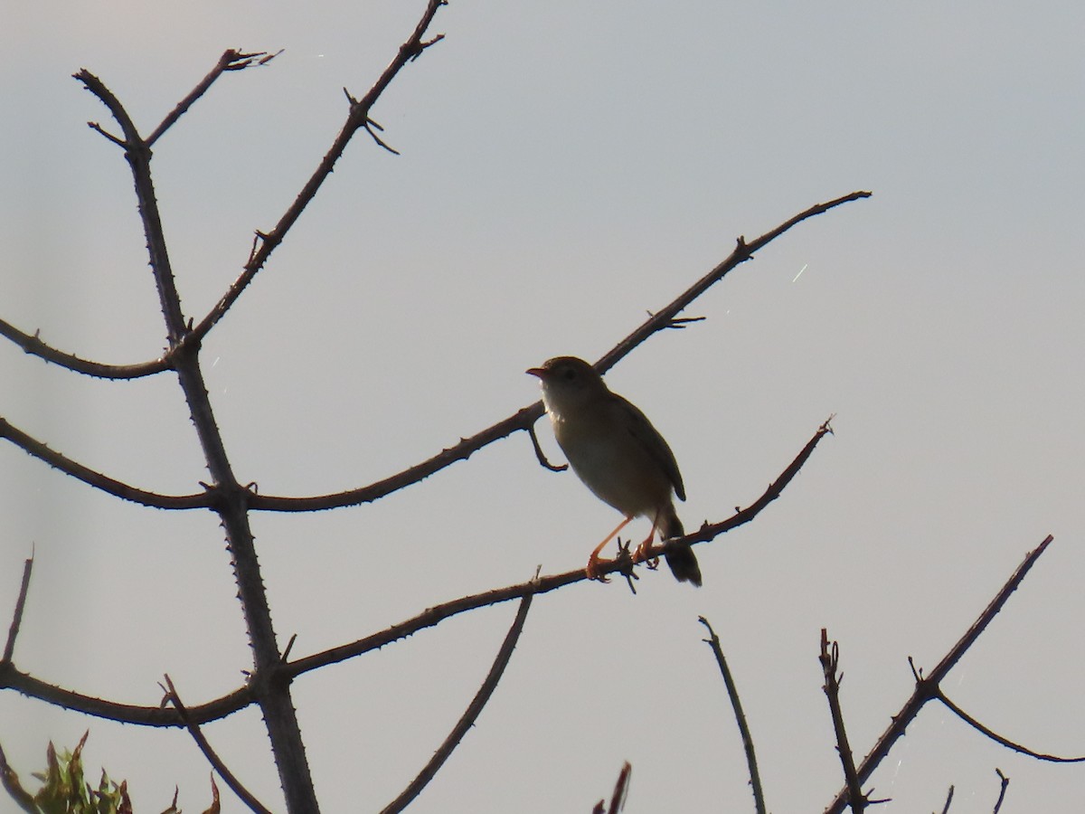 Золотоголовая цистикола - ML646626870