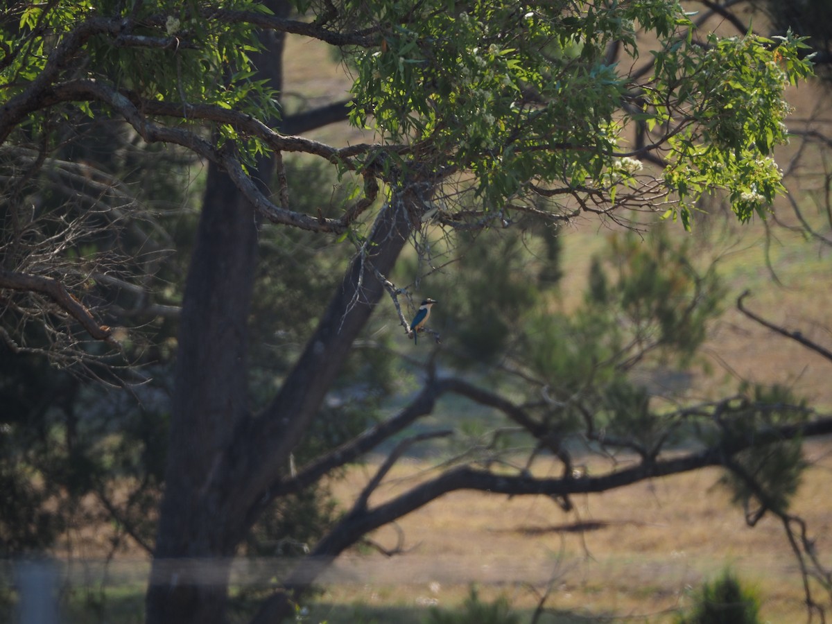Sacred Kingfisher - ML646626872