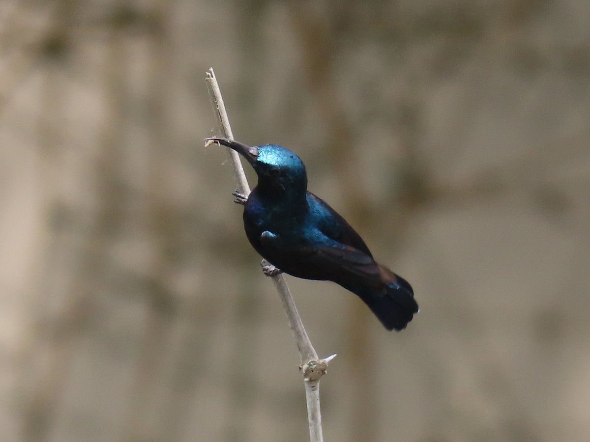 Purpurnektarvogel - ML646626875