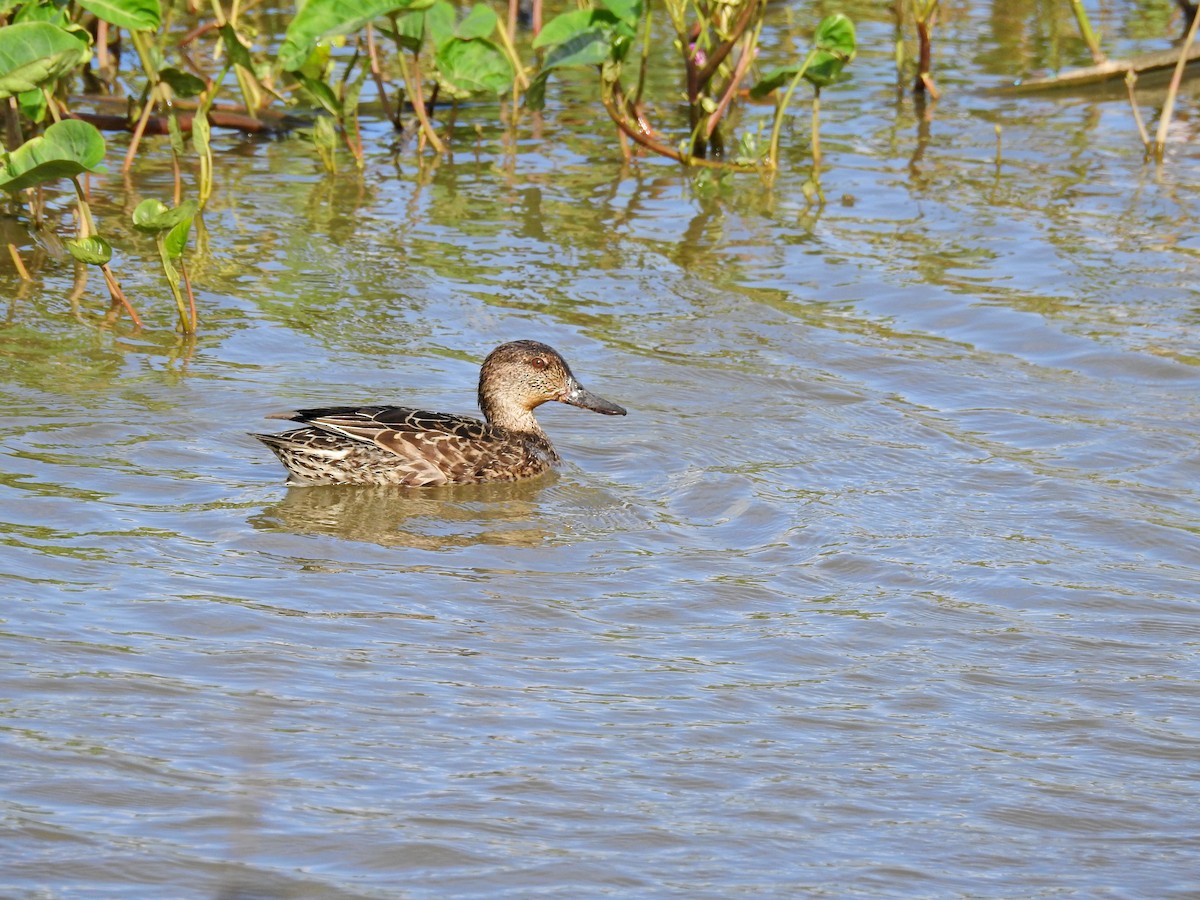 krikkand - ML646626876