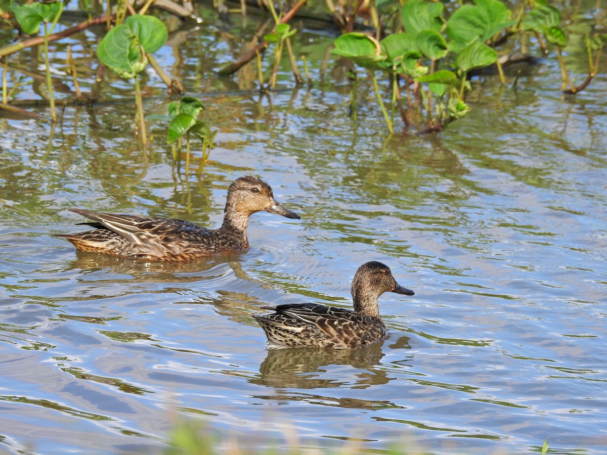 krikkand - ML646626877