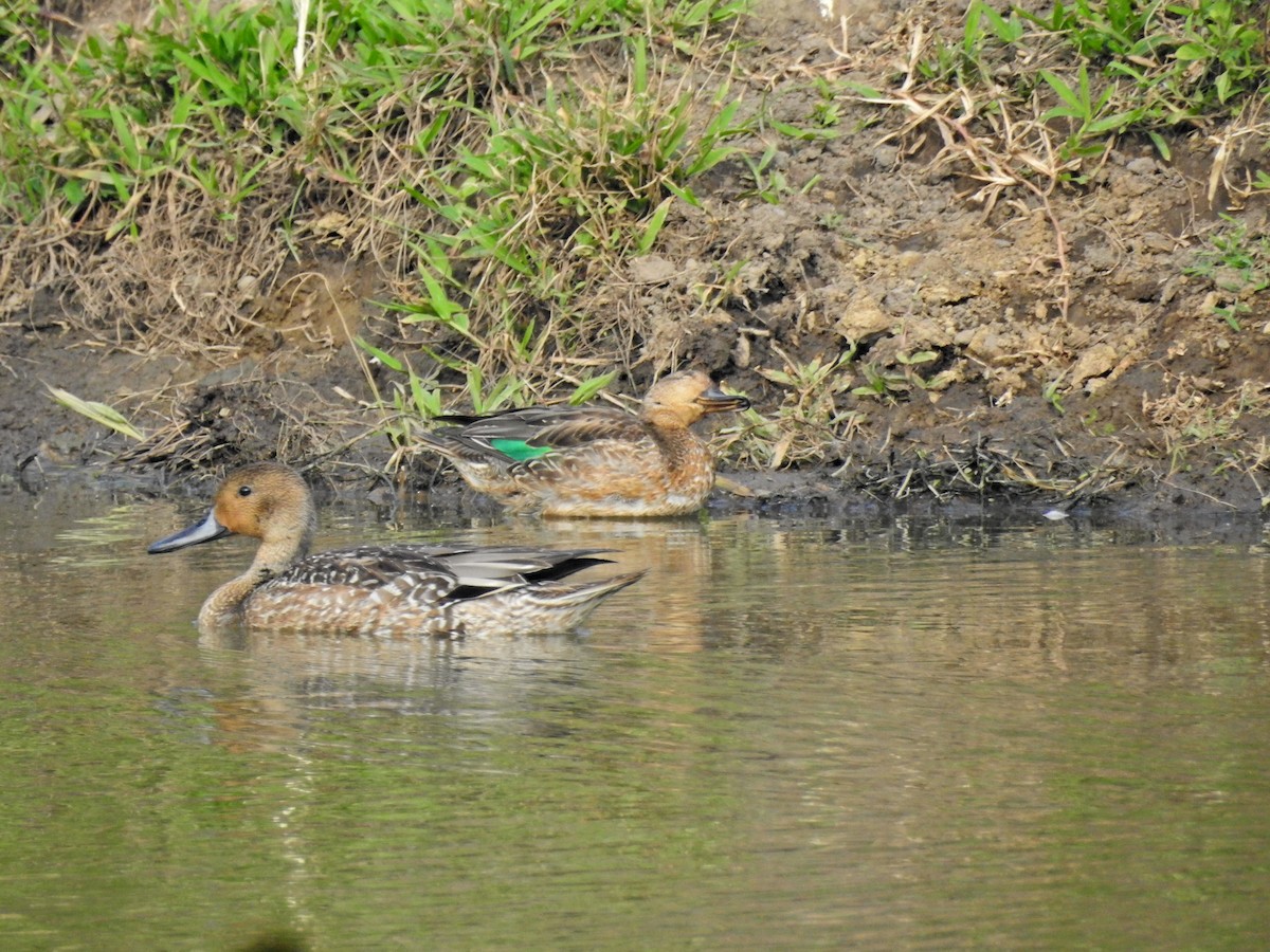 Krickente - ML646626879