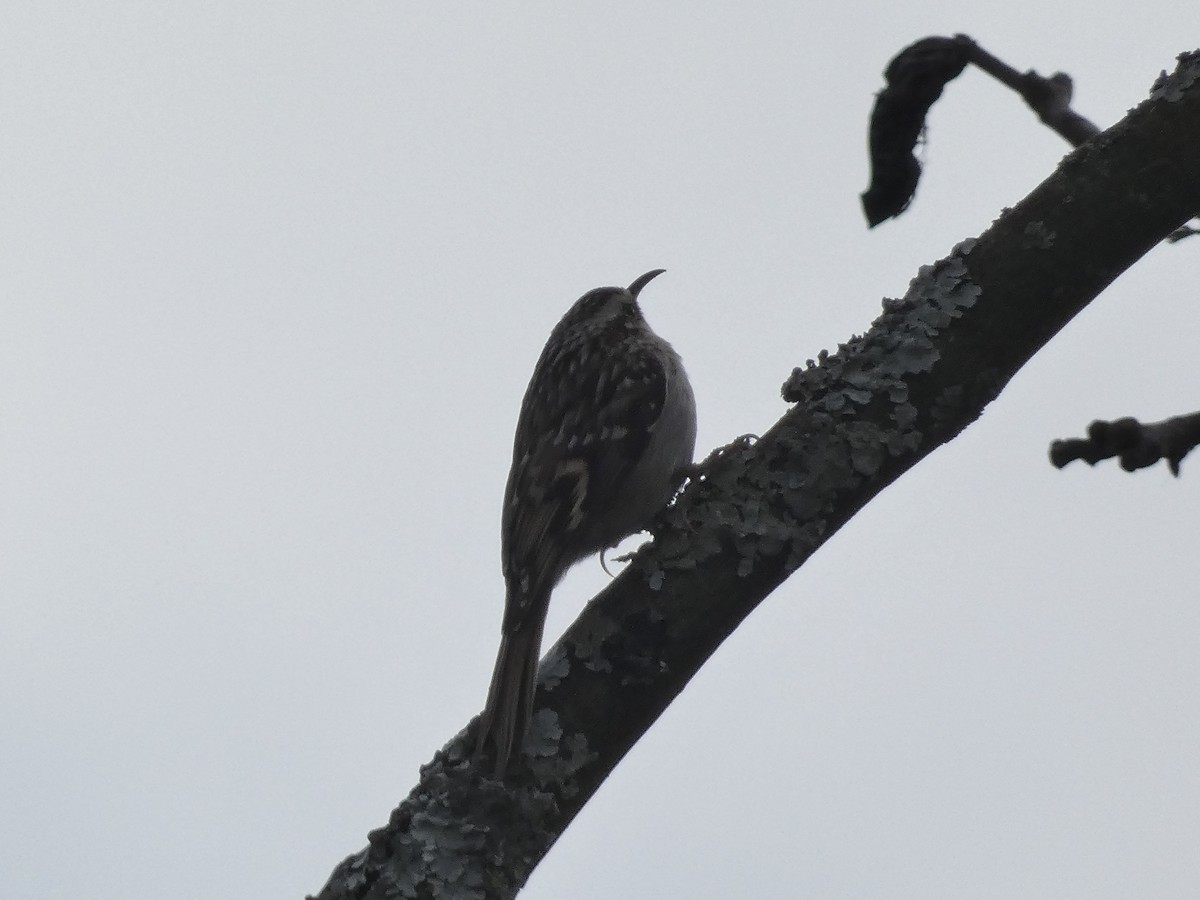 Short-toed Treecreeper - ML646626880