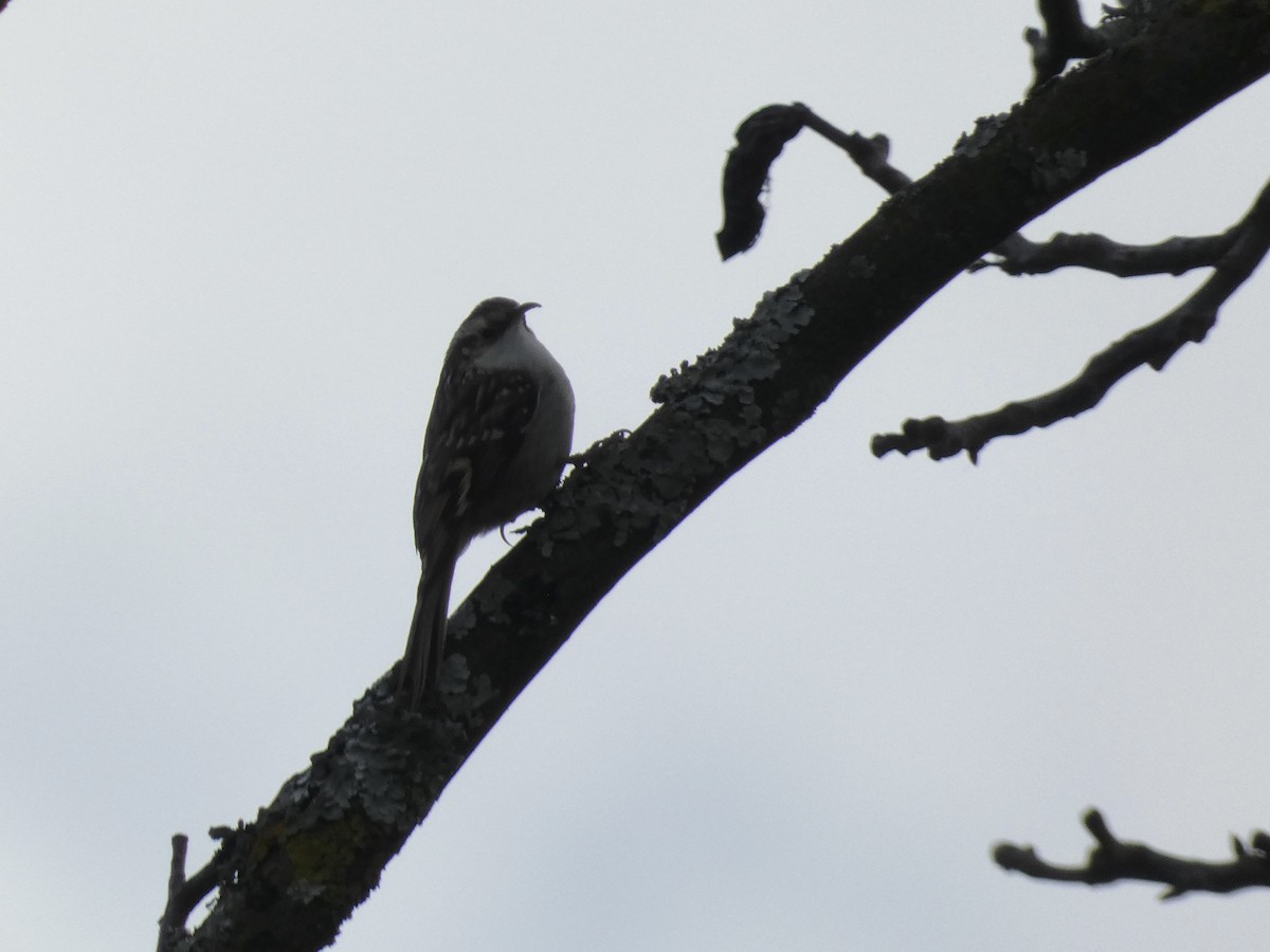 Short-toed Treecreeper - ML646626881