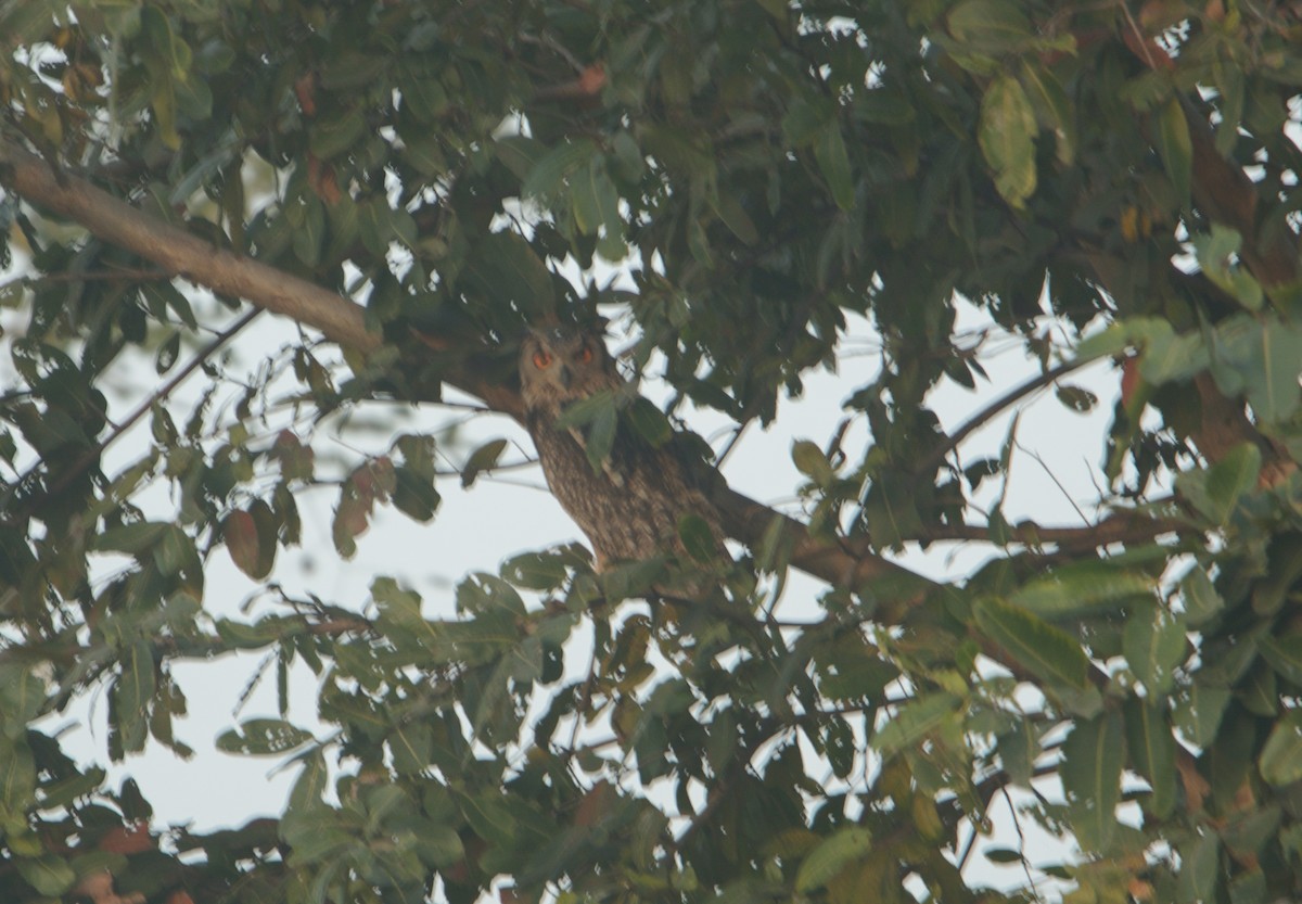 Rock Eagle-Owl - ML646626884