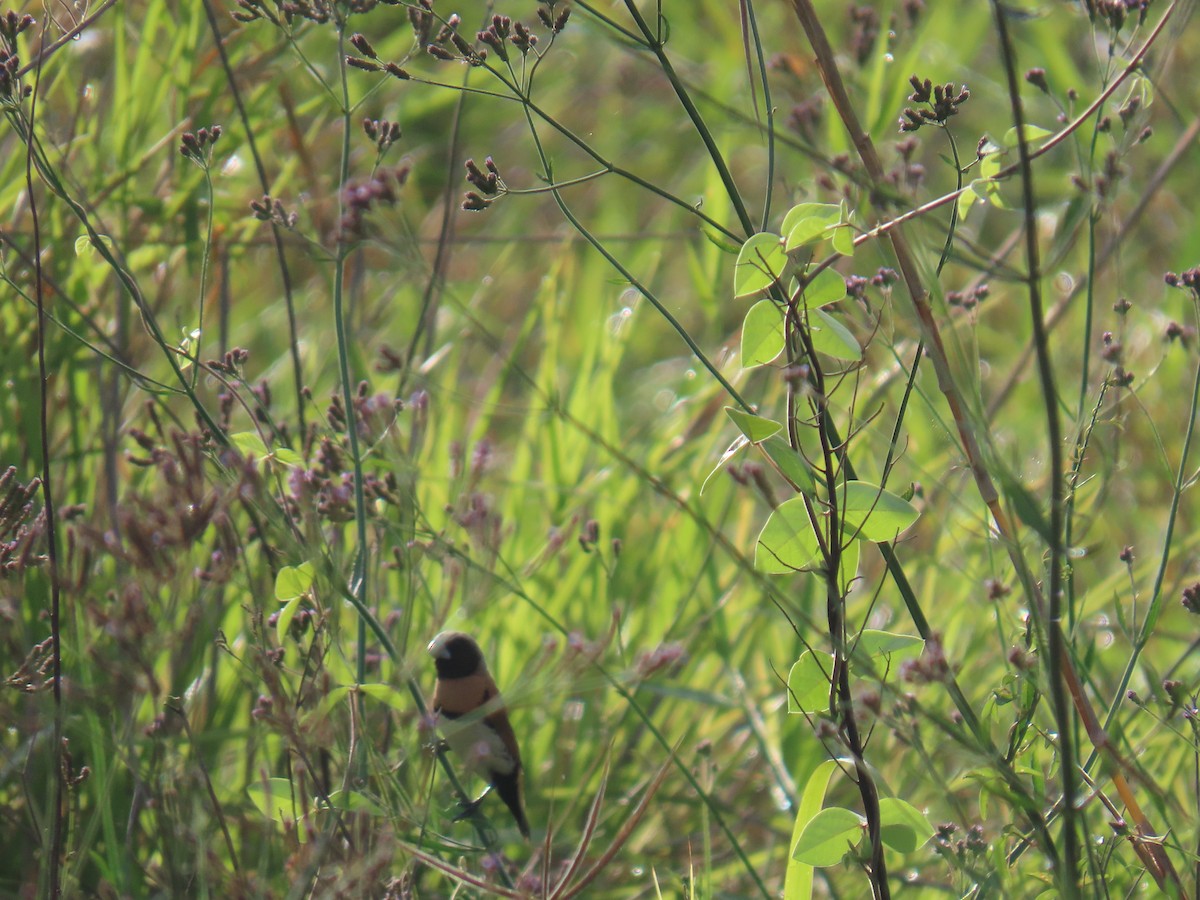 Каштановогрудая муния - ML646626886