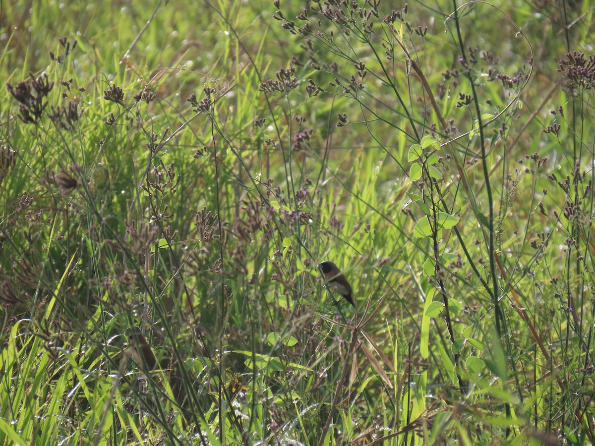 Каштановогрудая муния - ML646626887