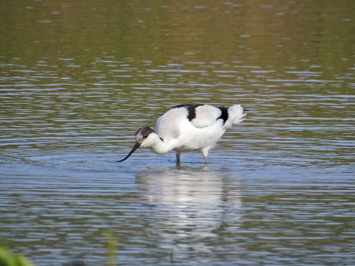 avosett - ML646626890