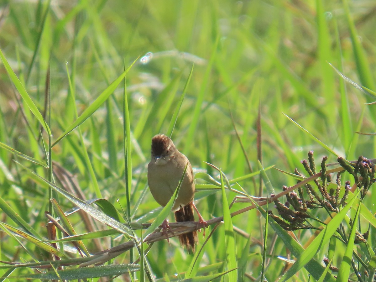 Tawny Grassbird - ML646626891