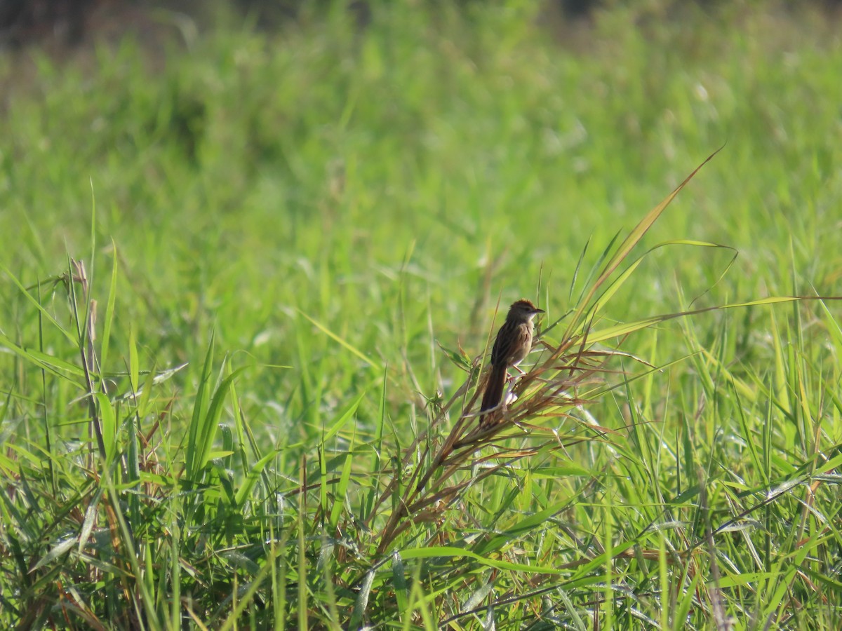 Tawny Grassbird - ML646626892