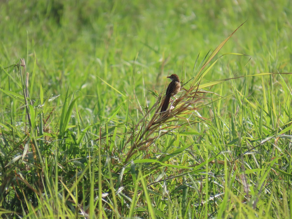 Tawny Grassbird - ML646626893