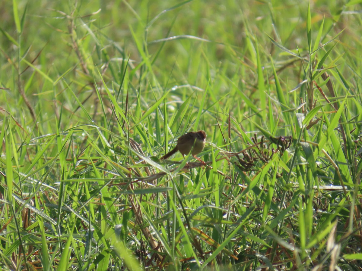 Tawny Grassbird - ML646626894