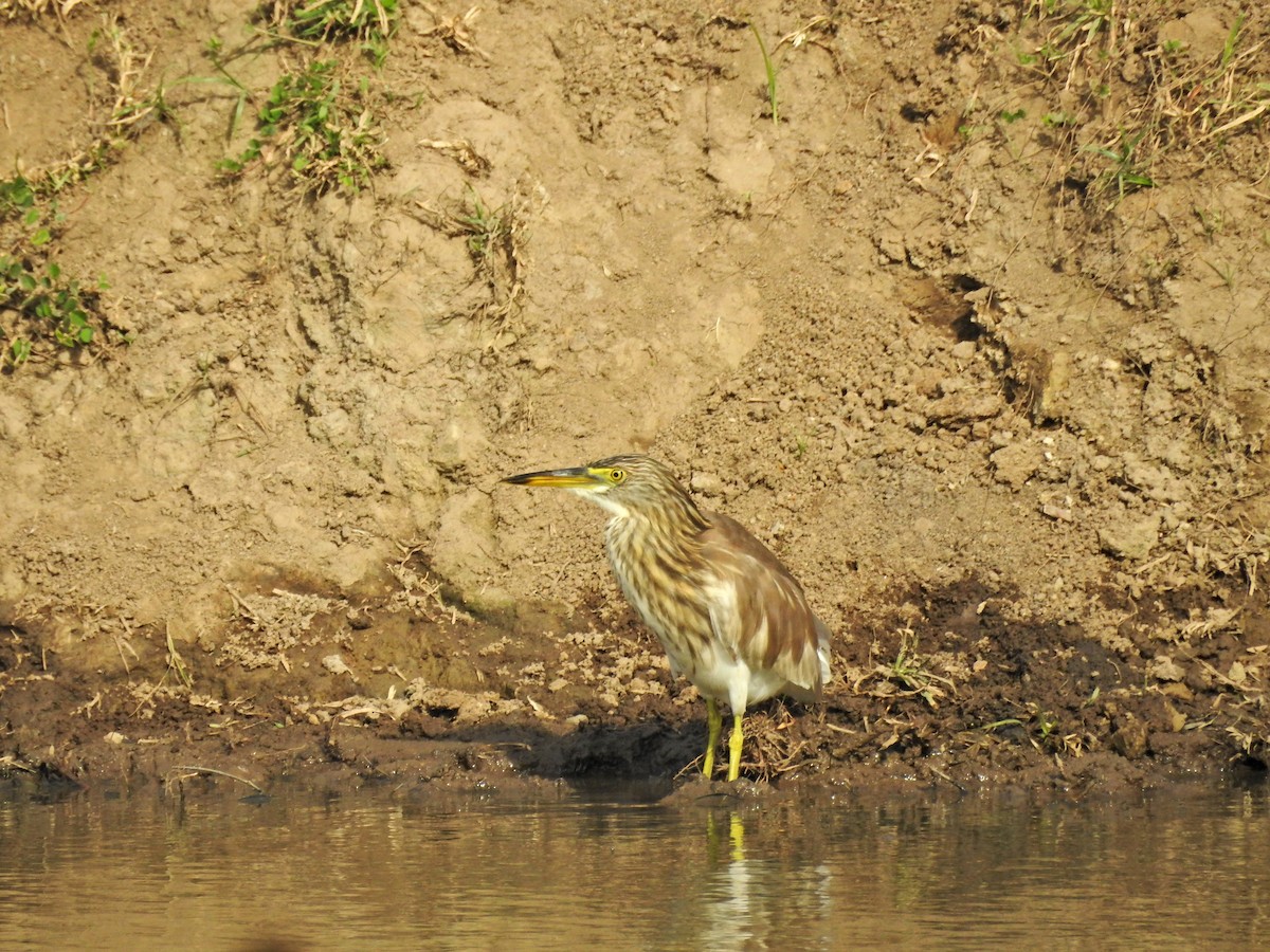 vinhegre - ML646626899