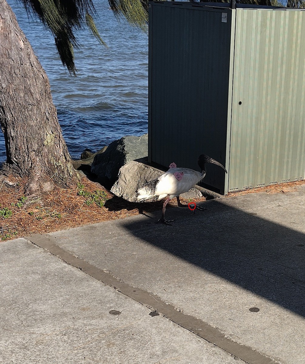 australibis - ML646626902