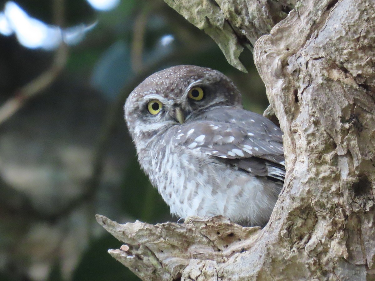 Spotted Owlet - ML646626903