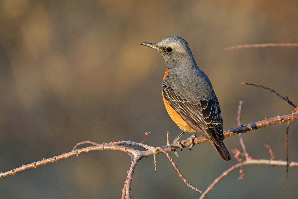 Short-toed Rock-Thrush - ML646626904