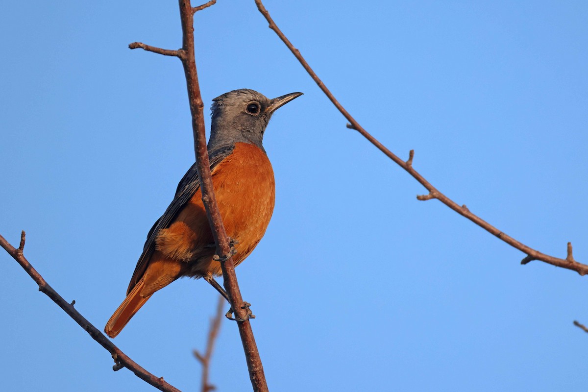 Short-toed Rock-Thrush - ML646626905