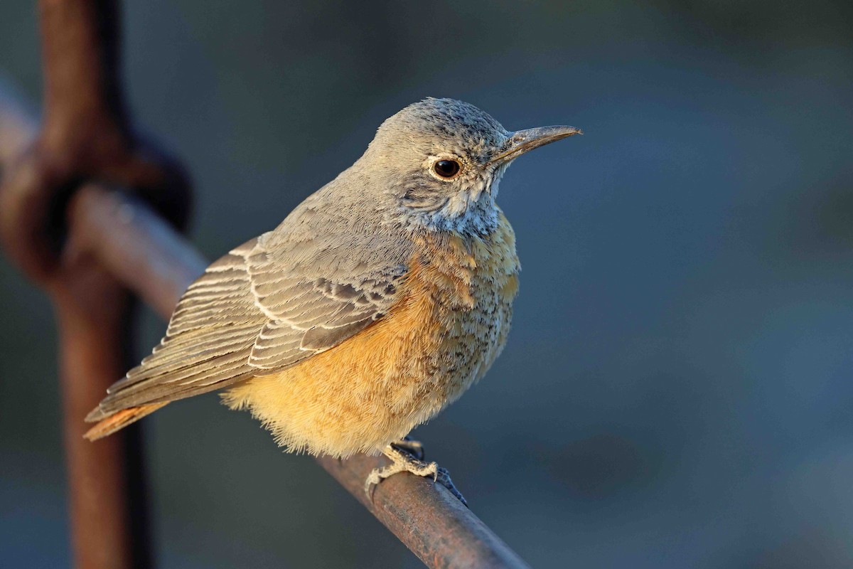 Short-toed Rock-Thrush - ML646626906