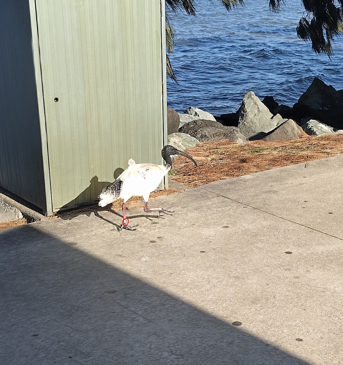 australibis - ML646626909