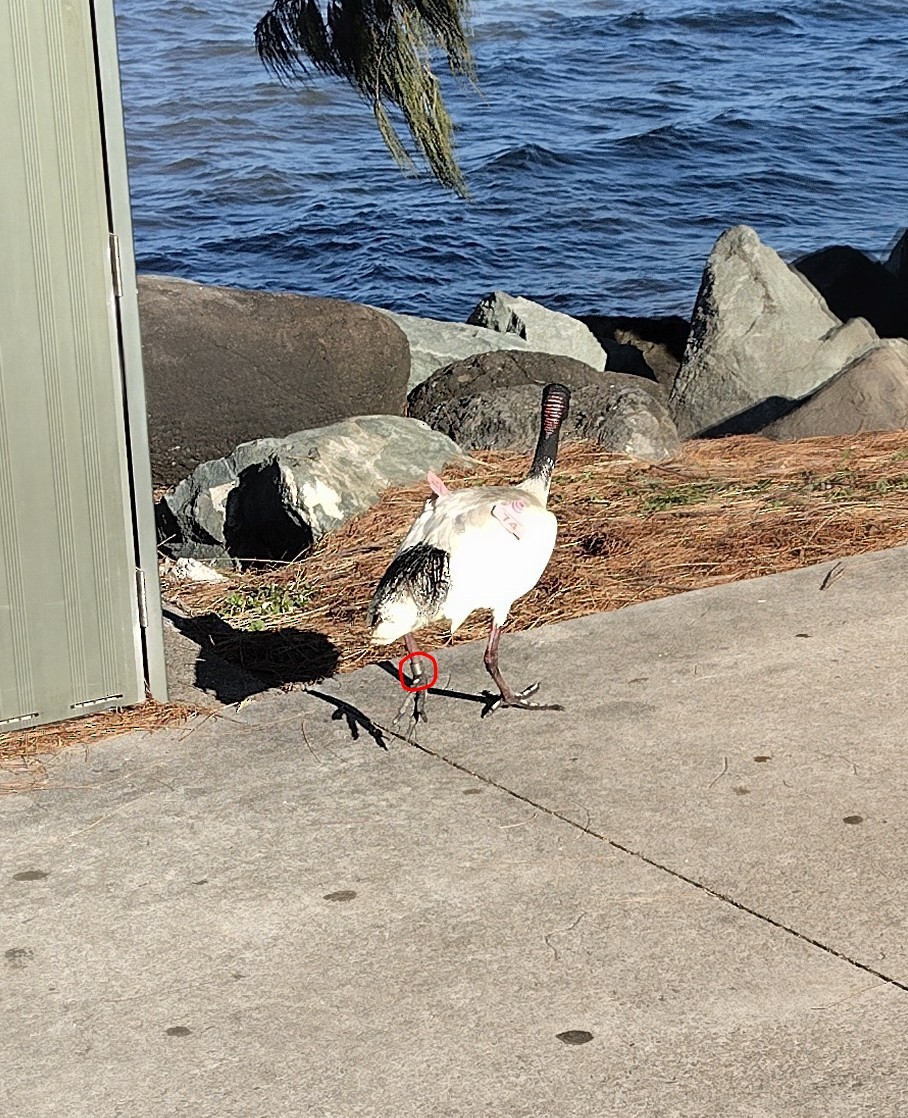 australibis - ML646626910