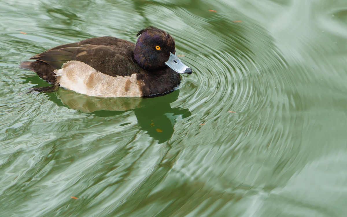 Tufted Duck - ML646626911